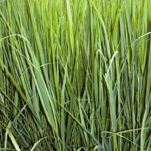 Hohes Gras im Detail