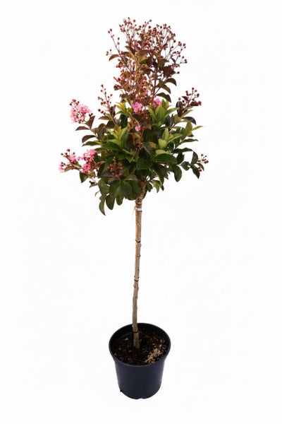 Lagerstroemie als Hochstamm im Kunststofftopf mit rosa Blüten und grünem Laub.