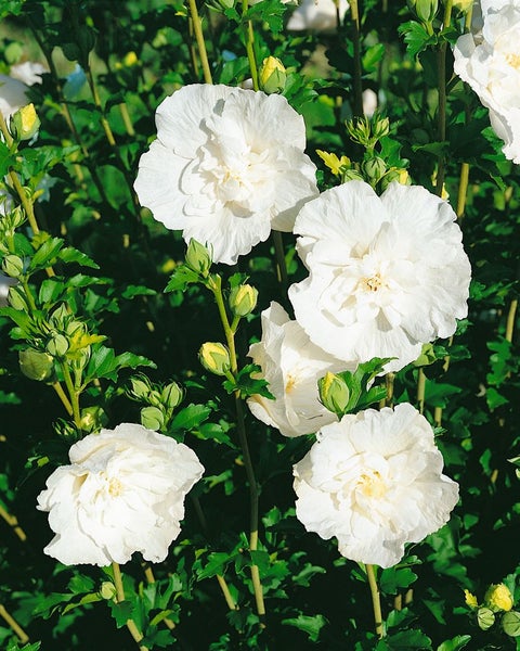 Hibiscus syriacus 'White Chiffon', Gartenhibiskus, weiß, 40–60 cm