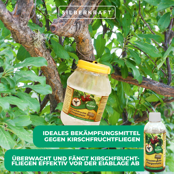 Kirschfruchtfliegenfalle von Silberkraft im Baum angebracht, dient zur Bekämpfung von Kirschfruchtfliegen