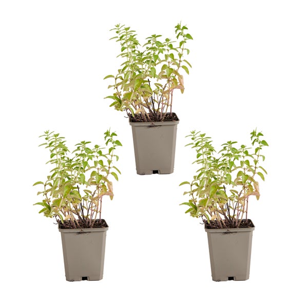 Bloomique - 3er Set - Origanum Vulgare - Oreganopflanze - Kräuterpflanzen - Gartenpflanzen - Winterhart - Höhe 10-20cm - Topf 9x9cm