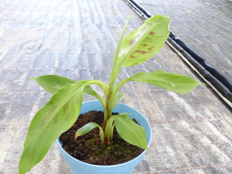Bananenstaude Banane Grand-Naine-acuminata-Banane 40-50 cm, Chiquita Banane, Staude