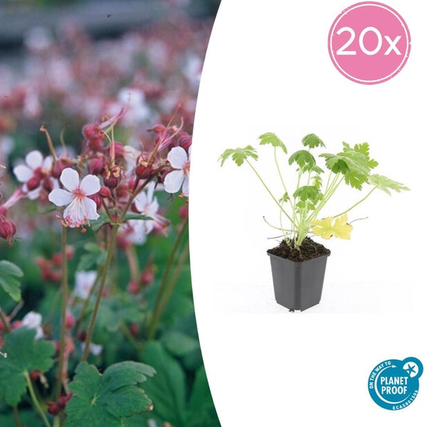 Bodendecker - Felsen-Storchschnabel - Geranium macrorrhizum 'Spessart' - 9cm Topf - Set mit 20 Pflanzen