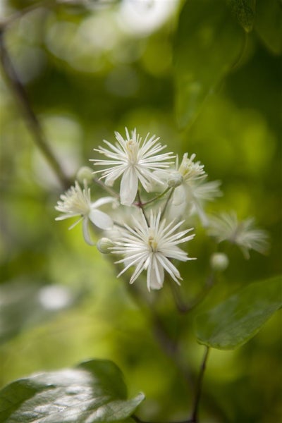 Clematis vitalba, Waldrebe, weiß, 80–100 cm