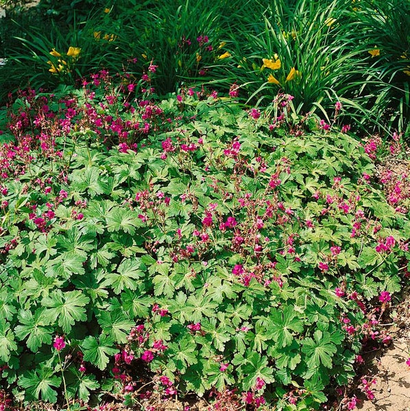 Geranium macrorrhizum 'Olympos', Balkan-Storchschnabel, ca. 9x9 cm Topf