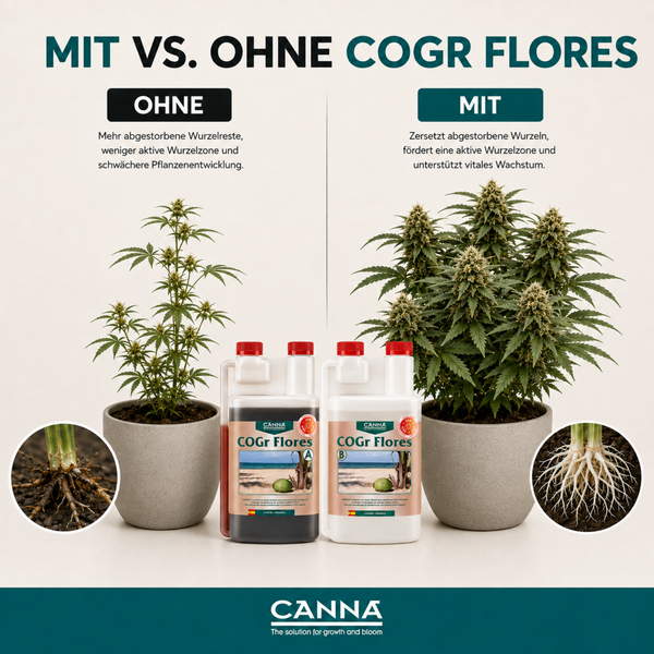 Vergleichsgrafik der Wirkung von Canna COGr Flores Pflanzendünger auf das Wurzelwachstum und die Pflanzenentwicklung bei Cannabis Pflanzen.