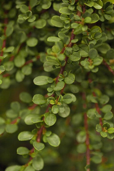 Cotoneaster microphyllus 'Cochleatus', immergrün, ca. 9x9 cm Topf