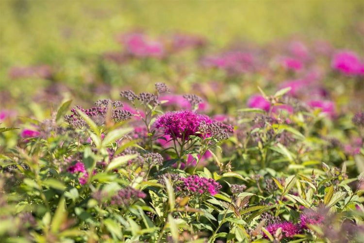 Spiraea japonica 'Anthony Waterer', Rote Sommerspiere, 30–40 cm