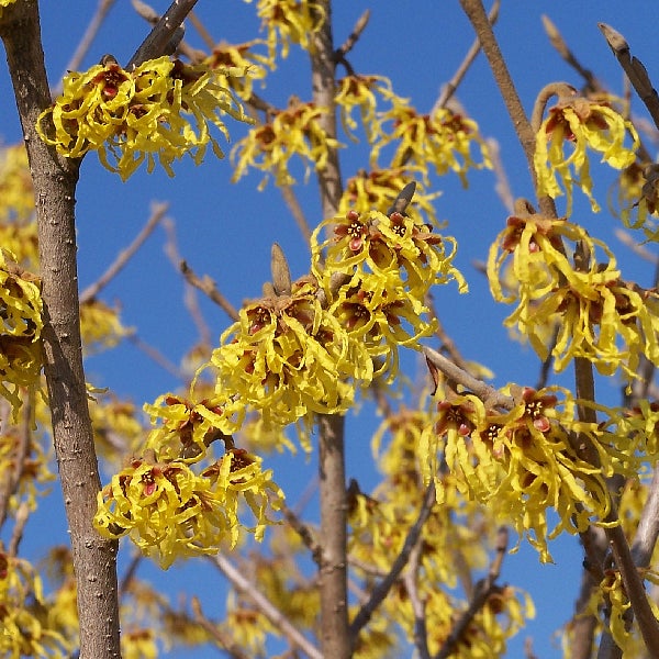 Nahaufnahme der gelben Blüten einer Zaubernuss