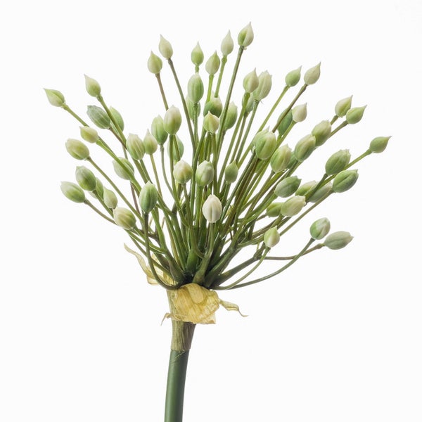 Künstliche Allium-Blume mit grünen und weißen geschlossenen Knospen an einem Stiel.