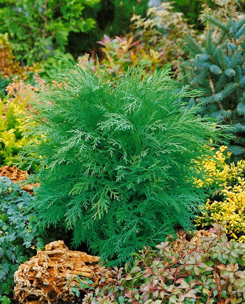 Chamaecyparis lawsoniana 'Globosa', Kugelzypresse, 25–30 cm