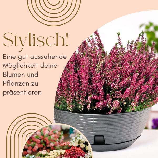 Topfpflanze mit Heidekraut in grauem Pflanzgefäß