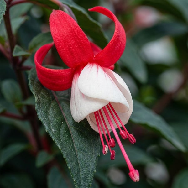 Nahaufnahme einer Fuchsie mit hängenden Blüten in Rot und Weiß sowie langen Staubfäden inmitten grüner Blätter.