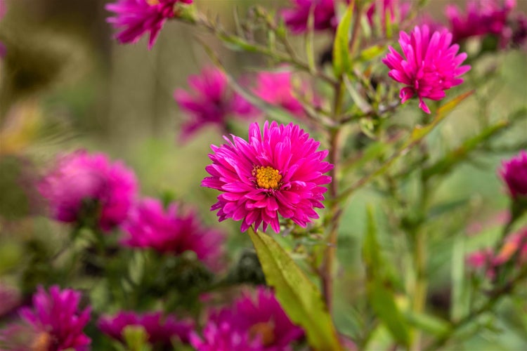 Aster novae-angliae 'Andenken an P.Gerber', rosa, ca. 9x9 cm Topf