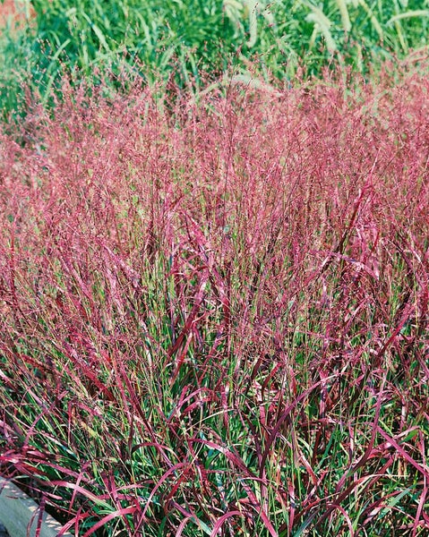 Panicum virgatum 'Shenandoah', Rutenhirse, rot-grün, 3-5 Liter Container