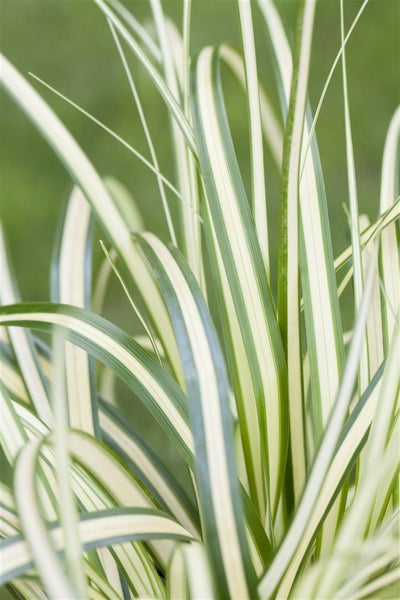 Carex oshimensis 'Evergold', Ziergras, gelb-grün, ca. 9x9 cm Topf