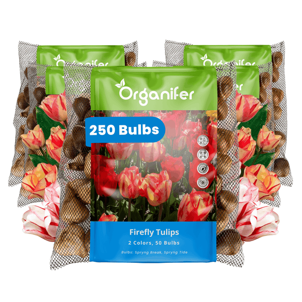 Fünf Packungen Organifer Firefly Tulpenzwiebeln mit insgesamt 250 Stück, bestehend aus den Sorten Spryng Break und Spryng Tide.