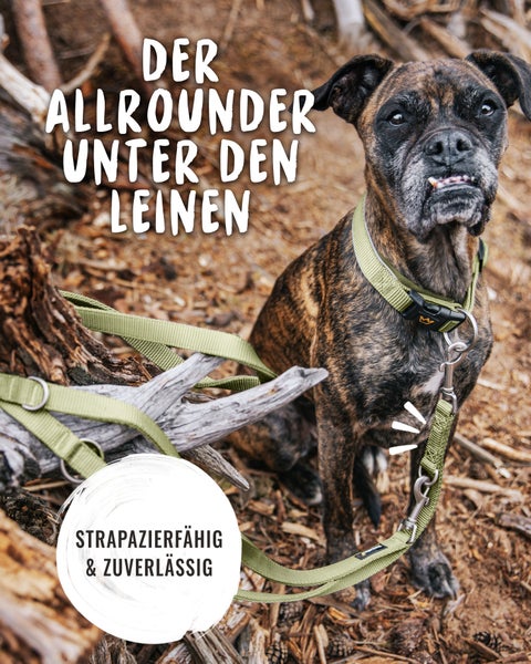 Ein brindle Hund mit Halsband und Leine posiert im Freien.
