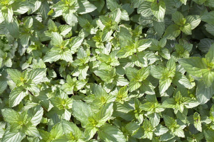Nahaufnahme von Minze im Garten