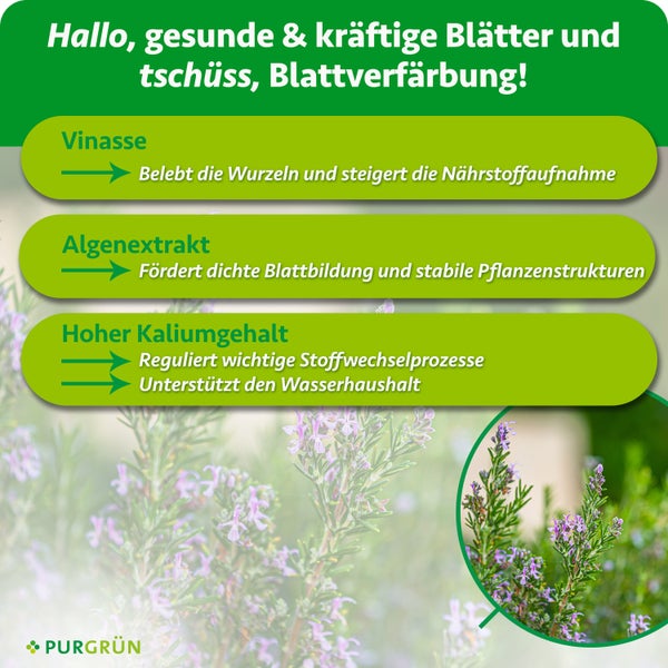 Frau hält eine Pflanze neben einer Auswahl an Purgrün Spezialdüngern für Zimmer, Balkon und Garten.