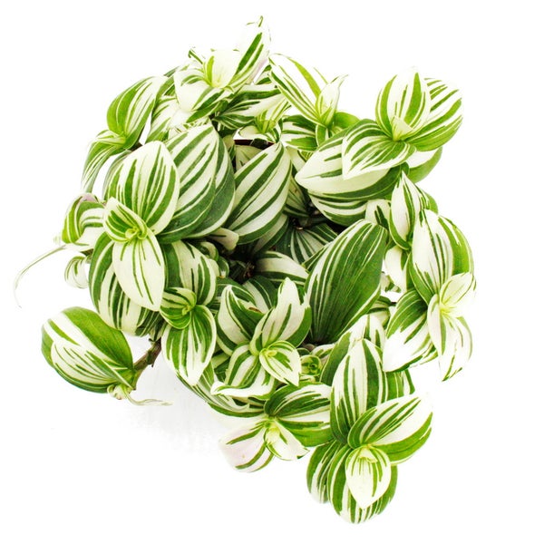Exotenherz Dreimasterblume Tradescantia zebrina Brightness pflegeleichte hängende Zimmerpflanze 12m Topf weiss