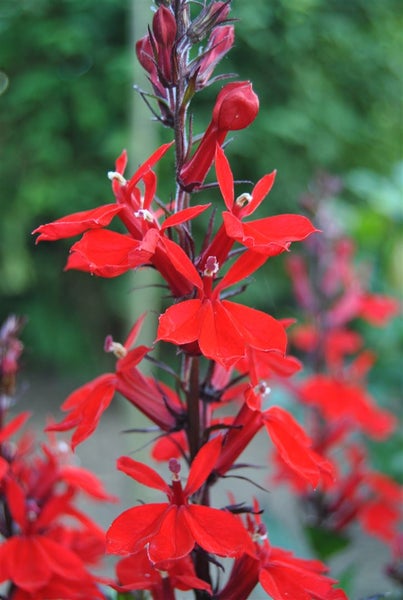 Lobelia cardinalis, Kardinalslobelie, leuchtend rot, ca. 9x9 cm Topf