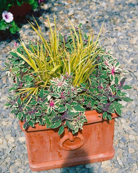 Blumenarrangement in einem Terrakotta-Pflanzgefäß