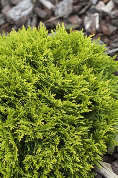 Thuja occidentalis 'Mirjam', Lebensbaum, kompakt, 20–25 cm