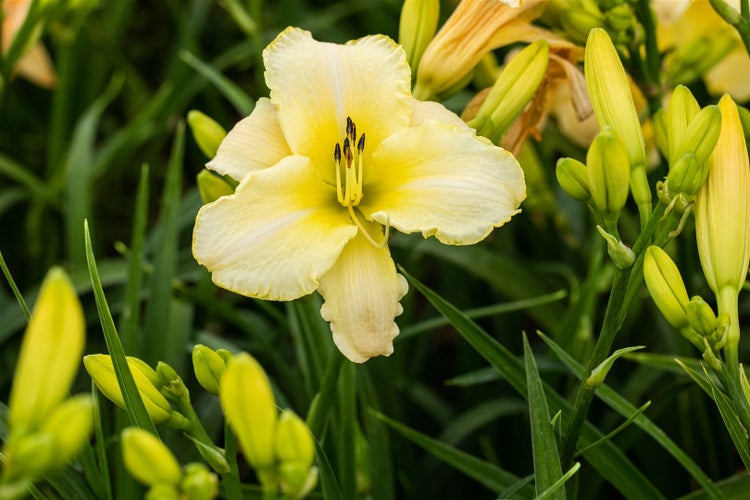 Hemerocallis x cult.'Arctic Snow', Taglilie, weiß, ca. 11x11 cm Topf