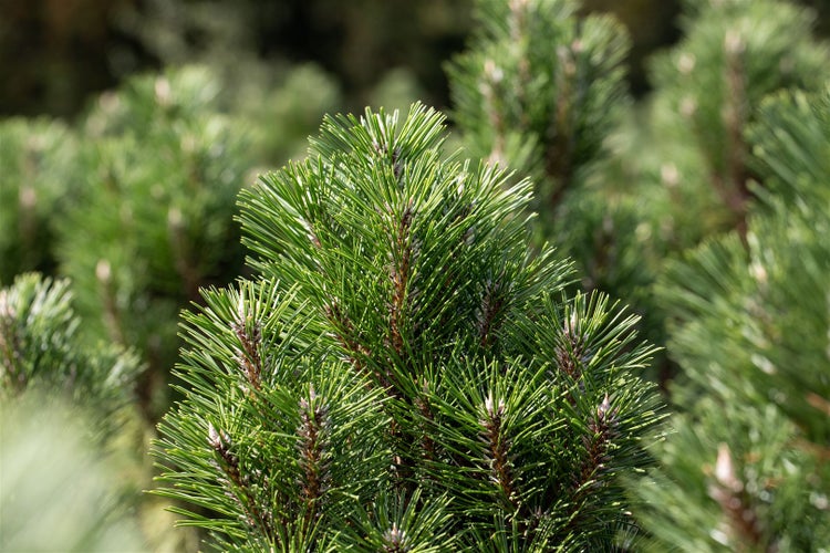 Pinus nigra 'Komet', Schwarzkiefer, 40–50 cm, immergrün