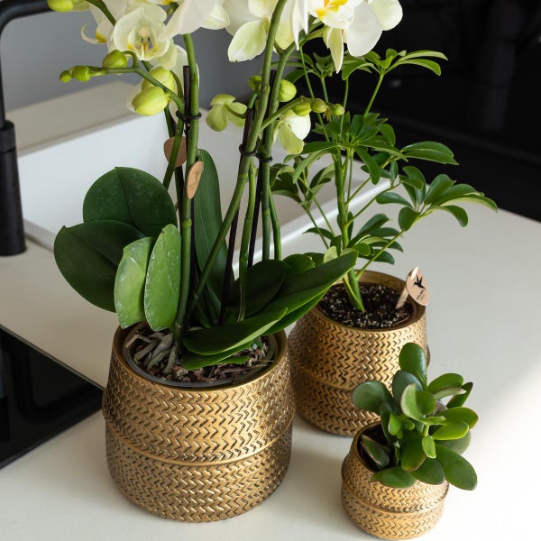 Kolibri Greens Grünpflanze Sukkulente Crassula Ovata Topfgröße 9cm grüne Zimmerpflanze frisch aus der Gärtnerei