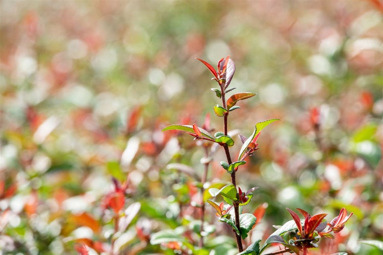 Nahaufnahme einer Photinia-Pflanze mit roten und grünen Blättern