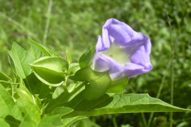 SAFLAX Anzucht Set - Blaue Lampionblume - Nicandra Physaloides - 100 Samen - Mit Mini-Gewächshaus, Anzuchtsubstrat und 2 Töpfen