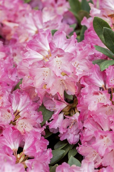 Rhododendron yakushimanum 'Sneezy', rosa Blüten, 40–50 cm