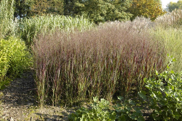 Panicum virgatum 'Heiliger Hain', Rutenhirse, ca. 9x9 cm Topf