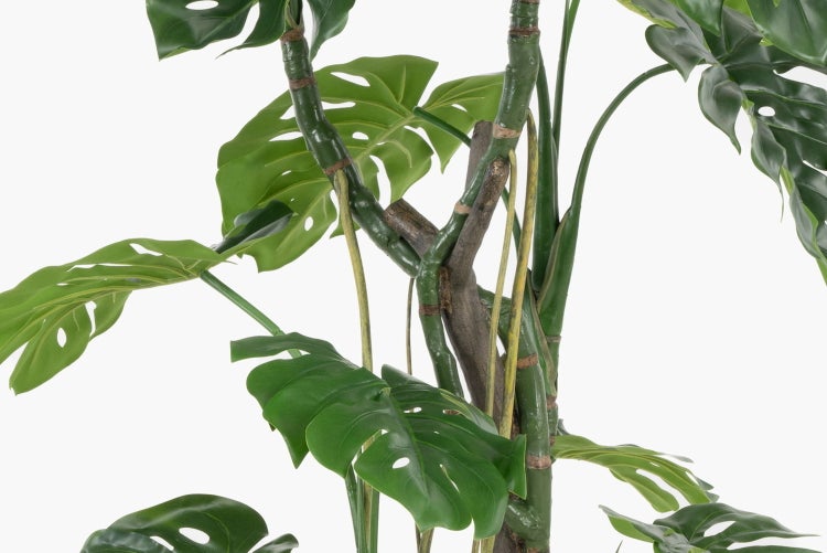 Künstliche grüne Hängepflanze Monstera adansonii mit gelochten Blättern und langen Ranken