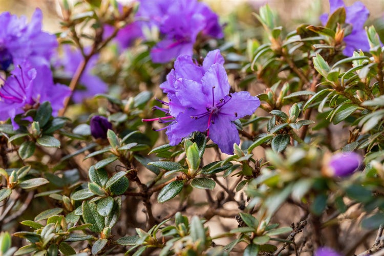 Rhododendron impeditum 'Saint Merryn', Zwerg-Rhododendron, blauviolett, 15–20 cm