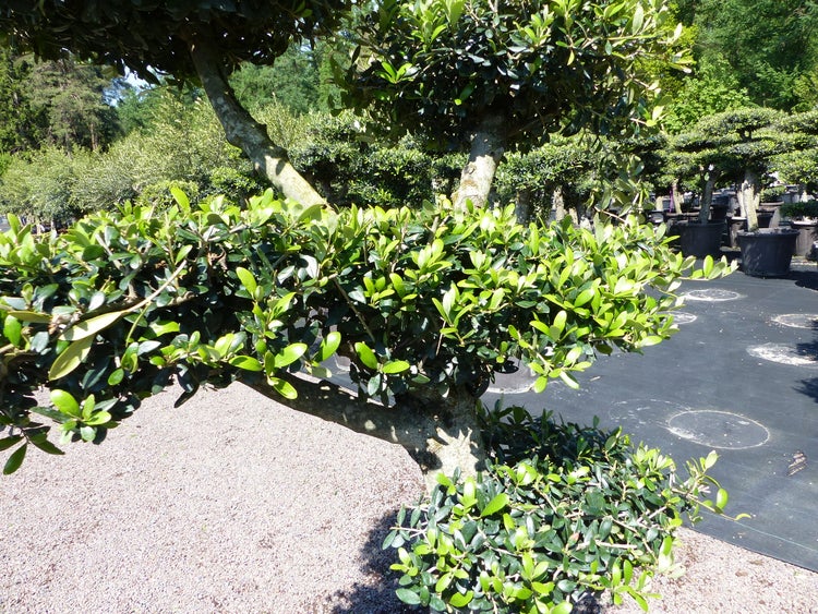 Olivenbaum 5 Pon Pon Bonsai Formgehölz Gartenbonsai Olea europaea Olive winterhart