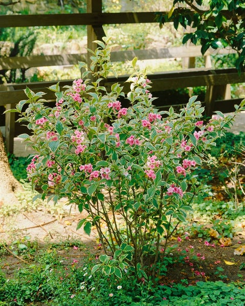 Weigela florida 'Nana Variegata', Weigelie, buntlaubig, 60–80 cm