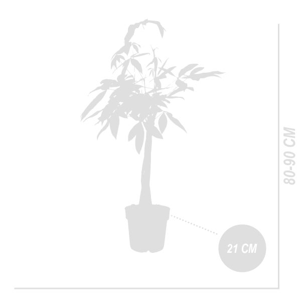 Bloomique - 2er-Set - Pachira Aquatica - Geldbaum - Wasserkakao - Zimmerpflanzen - Luftreinigend - Pflegeleicht - 80-90 cm hoch - Topf 21 cm