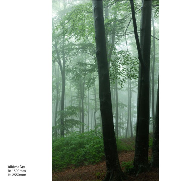 Foto eines Nebelwalds mit Laubbaumbestand