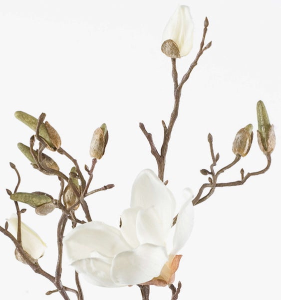 Gelbe Banksia-Blüte mit zylindrischem Blütenstand und grünen, gezackten Blättern.