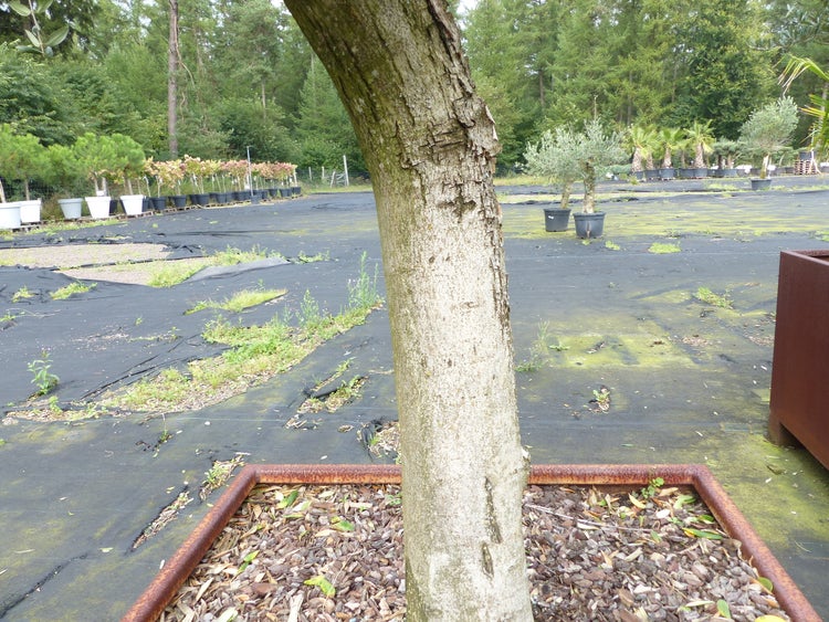 Baum in einem eckigen Pflanzgefäß aus Rost Metall in einer Baumschule mit zahlreichen weiteren Pflanzen im Hintergrund.
