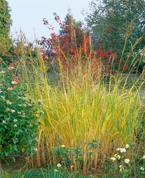 Spartina pectinata 'Aureomarginata', Goldrandgras, ca. 9x9 cm Topf