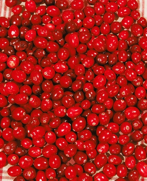 Vaccinium macrocarpon, Cranberry, 20–30 cm