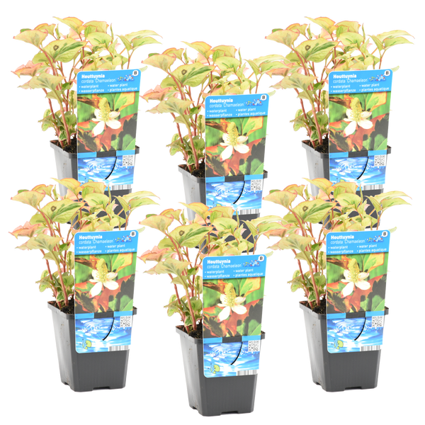 Sechs Wasserpflanzen Houttuynia cordata Chamaeleon in schwarzen Kunststofftöpfen mit Bildetiketten.