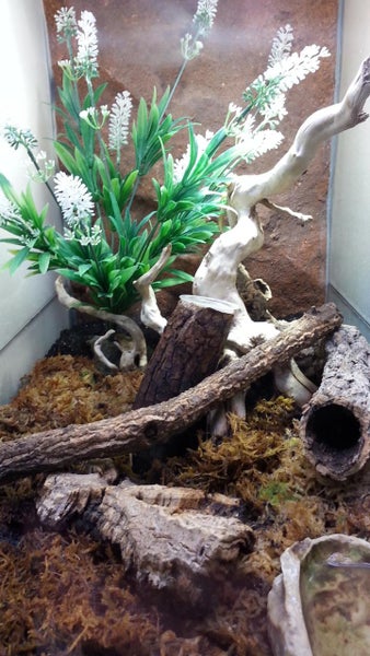 Terrarium-Innenansicht mit Moos-Bodengrund, verschiedenen Holzstücken, Rinde und künstlichen Pflanzen mit weißen Blüten.