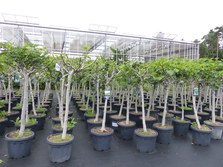 Feigenbaum 180 cm Stammumfang 14 - 20 cm, winterhart, kräftiger Stamm, Ficus Carica, Feige, Obst