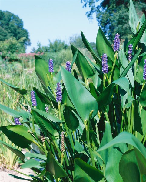 Hechtkraut mit blühenden violetten Blüten und grünen Blättern im Gartenteich.