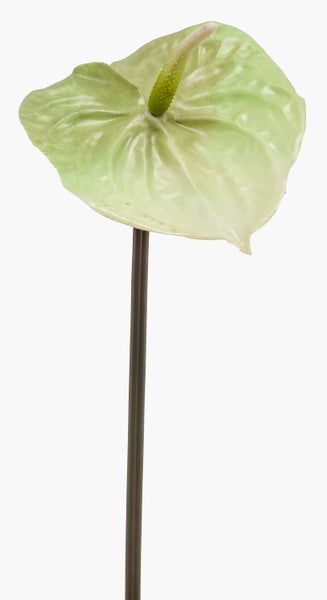 Nahaufnahme der pinkfarbenen Blütenblätter eines Alpenveilchens Cyclamen.